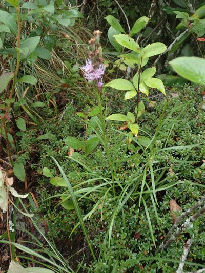 Liatris helleri, photographed by Evan M. Raskin