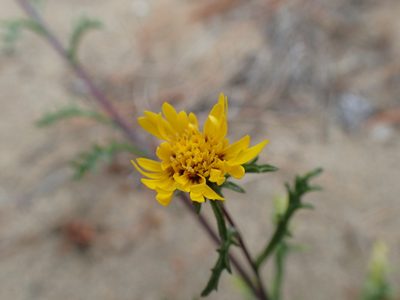 Lessingia germanorum, photographed by Scott Yarger