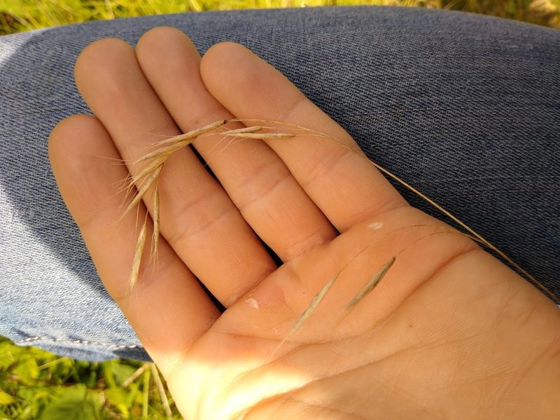 Schizachne purpurascens, photographed by Alex