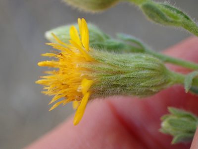 Heterotheca sessiliflora, photographed by George Williams