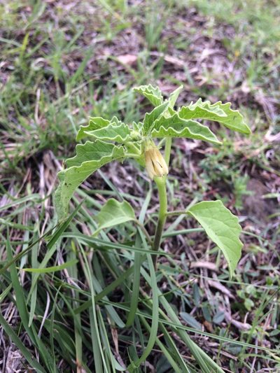 Physalis patula, photographed by Carlos Martorell