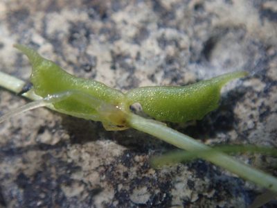 Zannichellia palustris, photographed by Nolan Exe
