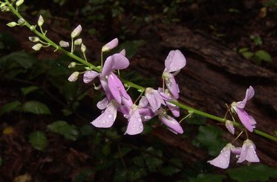 Desmodium cuspidatum, photographed by Gordon C. Snelling