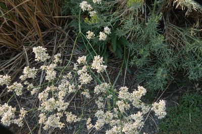 Eriogonum elatum, photographed by desertnaturalist