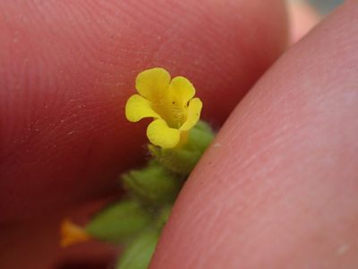 Mimetanthe pilosa, photographed by George Williams