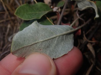 Eriogonum racemosum, photographed by Nolan Exe