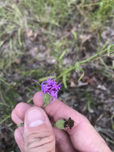 Liatris cymosa, photographed by Cody Stricker