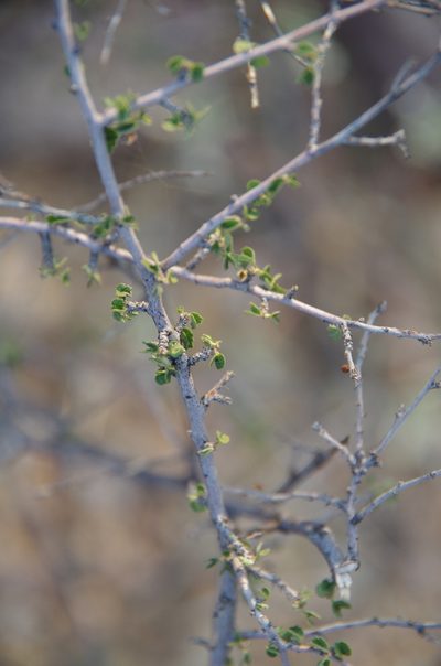 Ayenia microphylla, photographed by Eric Knight