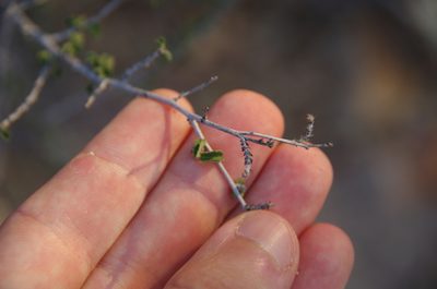 Ayenia microphylla, photographed by Eric Knight