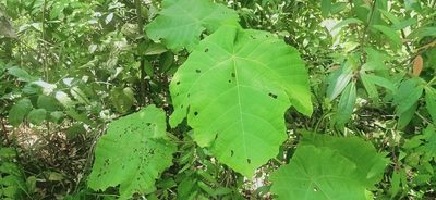 Macaranga gigantea, photographed by Ong Jyh Seng