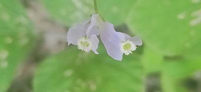 Burmannia coelestis, photographed by Ong Jyh Seng