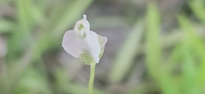 Burmannia coelestis, photographed by Ong Jyh Seng