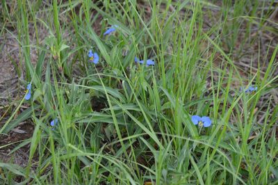 Commelina livingstonii, photographed by Mike Mulqueen