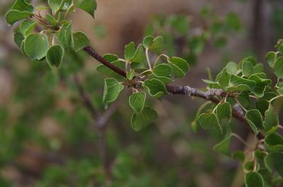 Jatropha cardiophylla, photographed by Eric Knight