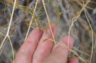 Metastelma arizonicum, photographed by Eric Knight