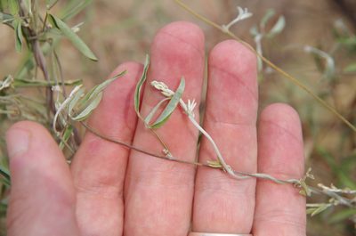 Galactia wrightii, photographed by Eric Knight