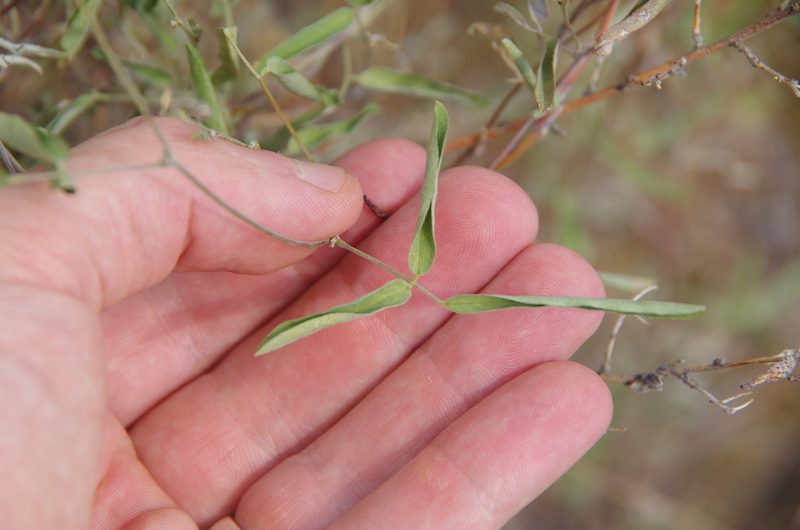 Galactia wrightii, photographed by Eric Knight