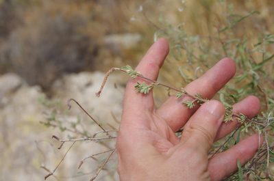 Dalea pulchra, photographed by Eric Knight