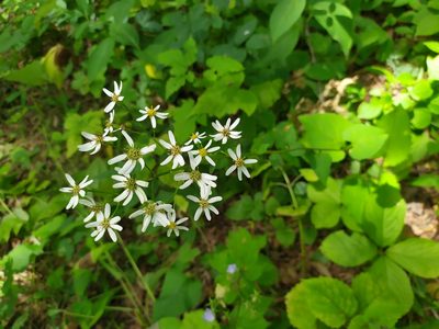 Aster scaber, photographed by Tatyana Petrenko