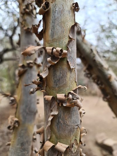 Salta triflora, photographed by Sol Quipildor