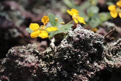 Aspicarpa brevipes, photographed by alejandrozab