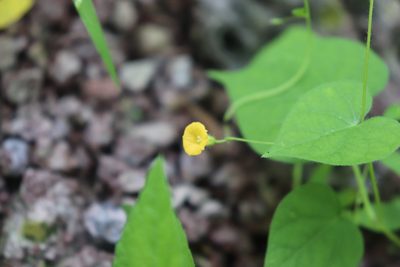 Ipomoea minutiflora, photographed by alejandrozab