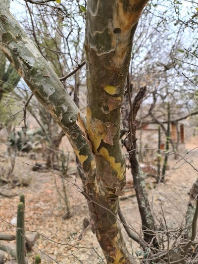 Libidibia paraguariensis, photographed by Sol Quipildor