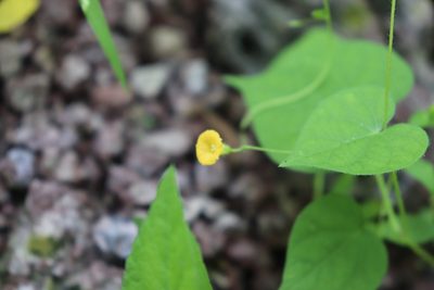 Ipomoea minutiflora, photographed by alejandrozab