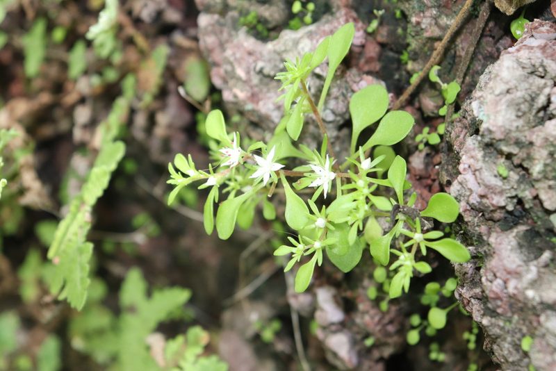 Sedum jaliscanum, photographed by alejandrozab