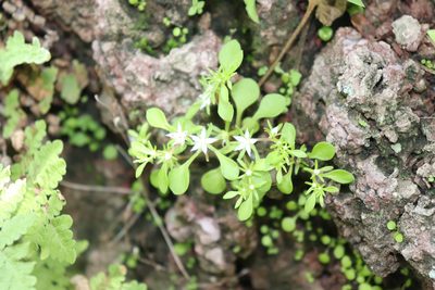 Sedum jaliscanum, photographed by alejandrozab