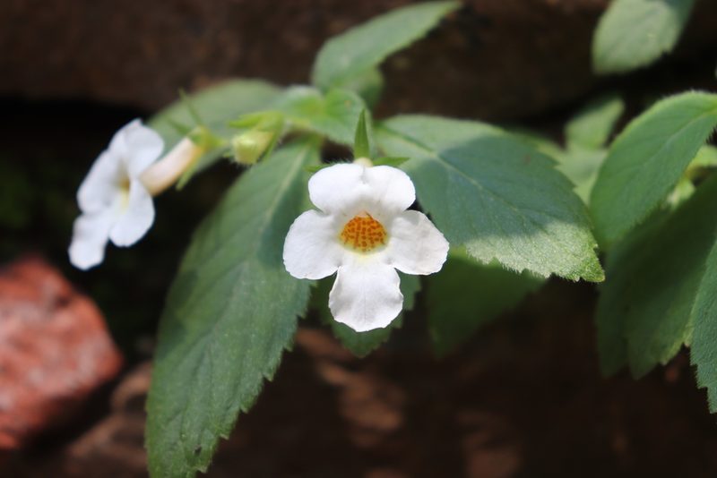 Achimenes occidentalis, photographed by alejandrozab