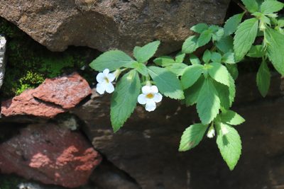 Achimenes occidentalis, photographed by alejandrozab