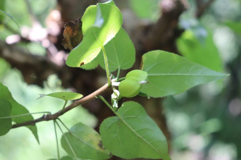 Jatropha cordata, photographed by alejandrozab