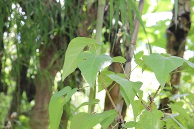 Jatropha cordata, photographed by alejandrozab