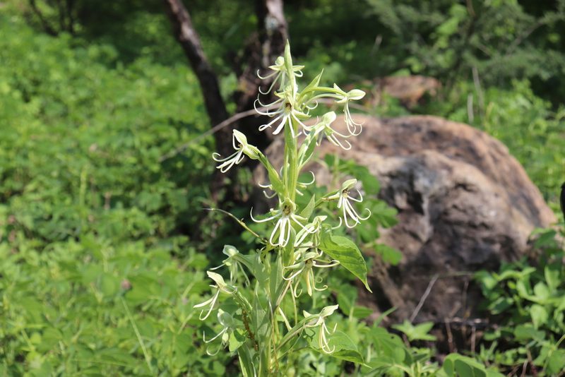 Habenaria macroceratitis, photographed by alejandrozab