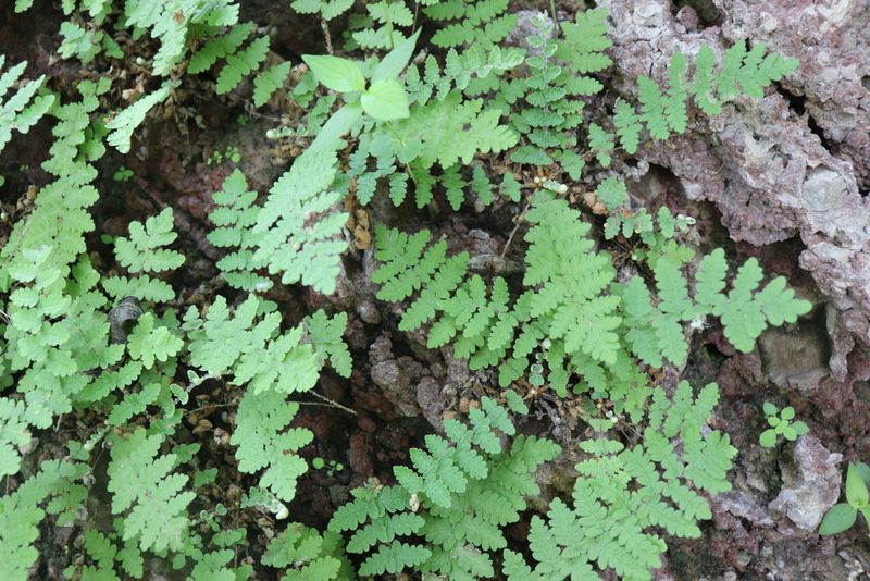 Notholaena brachypus, photographed by alejandrozab