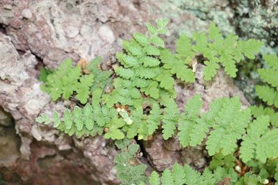 Notholaena brachypus, photographed by alejandrozab