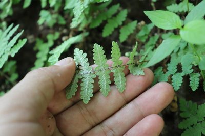 Notholaena brachypus, photographed by alejandrozab