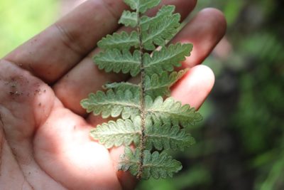 Notholaena brachypus, photographed by alejandrozab