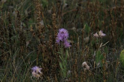 Saussurea amara, photographed by Нурхайдарова Татьяна