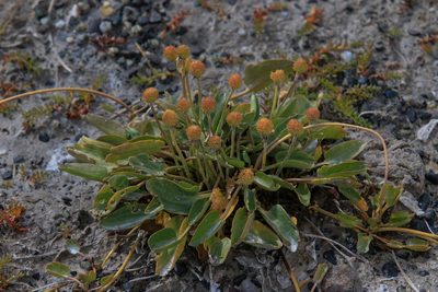 Halerpestes ruthenica, photographed by Нурхайдарова Татьяна