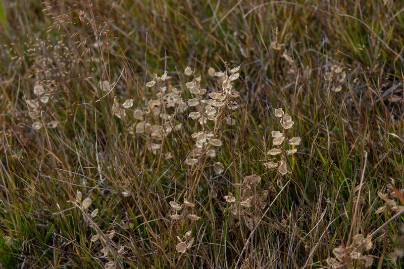 Oxytropis glabra, photographed by Нурхайдарова Татьяна