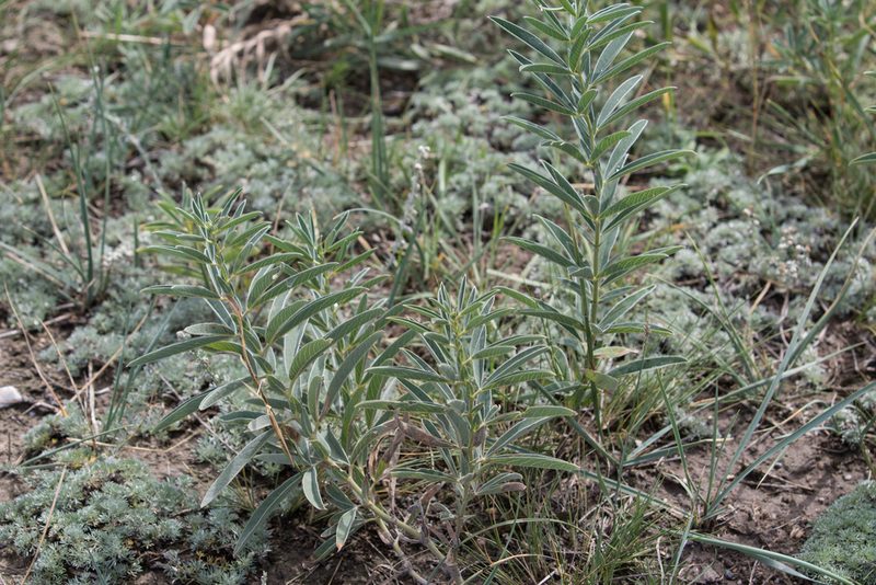 Thermopsis mongolica, photographed by Нурхайдарова Татьяна