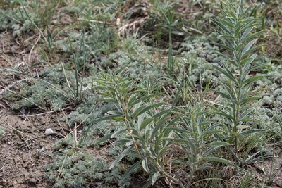 Thermopsis mongolica, photographed by Нурхайдарова Татьяна