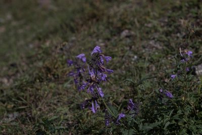 Nepeta sibirica, photographed by Нурхайдарова Татьяна