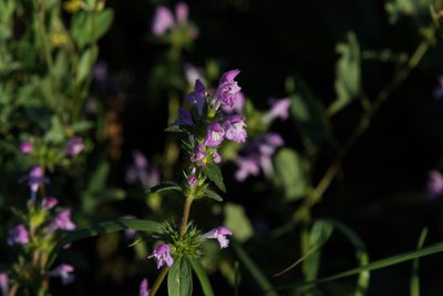Galeopsis ladanum, photographed by Нурхайдарова Татьяна