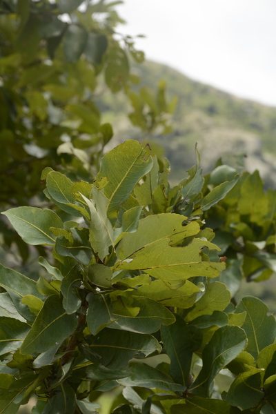Ochna gamblei, photographed by Siddarth Machado