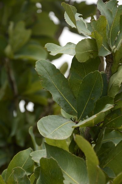 Ochna gamblei, photographed by Siddarth Machado