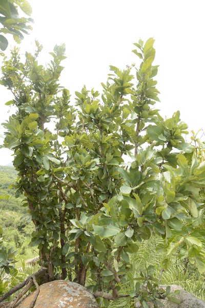 Ochna gamblei, photographed by Siddarth Machado