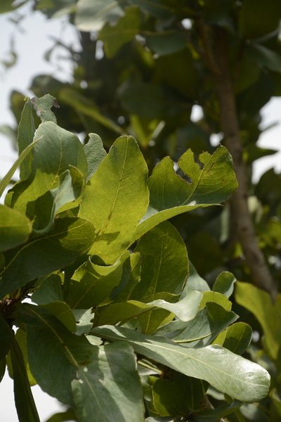 Ochna gamblei, photographed by Siddarth Machado